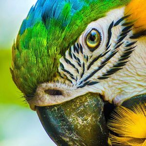 Meet your Posher, Tazzy